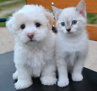Cat or Dog