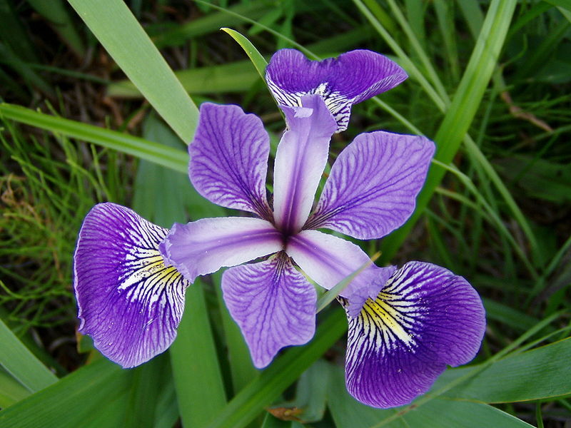 A photograph of an iris versicolor.