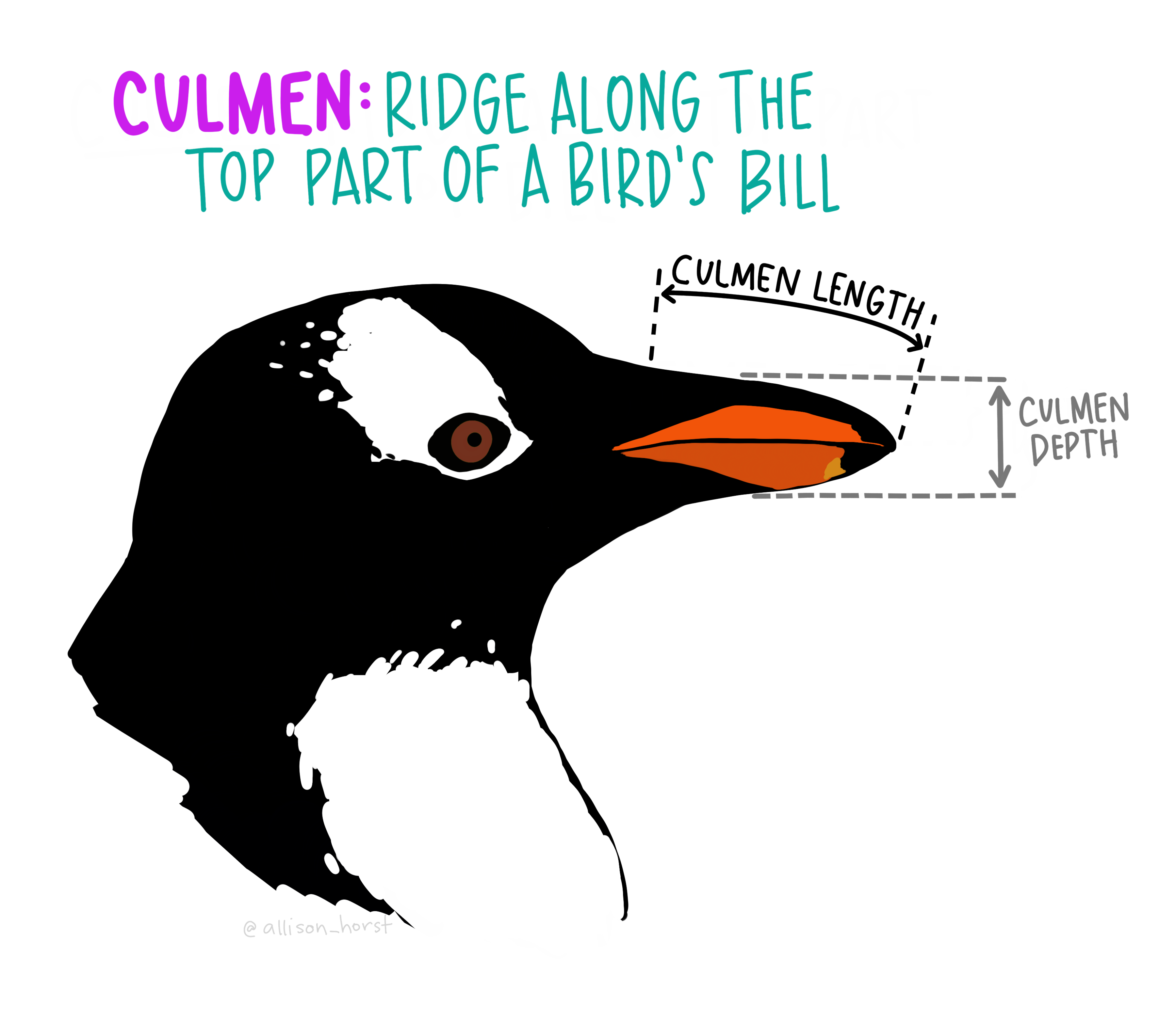 A close up of a penguin’s head defining the culmen and its dimensions.